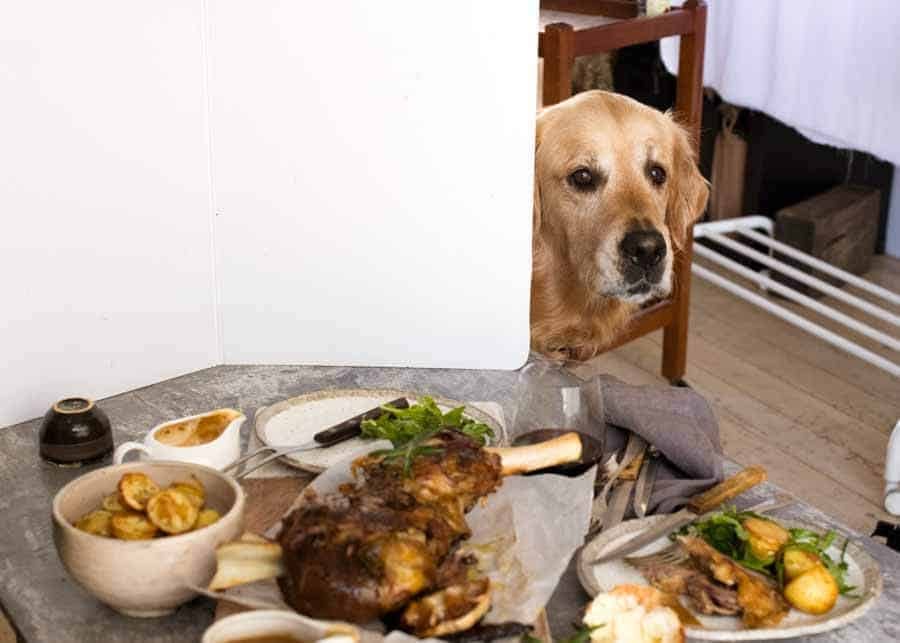 Dozer the golden retriever peeking around the corner at Slow Cooked Lamb Shoulder being photographed