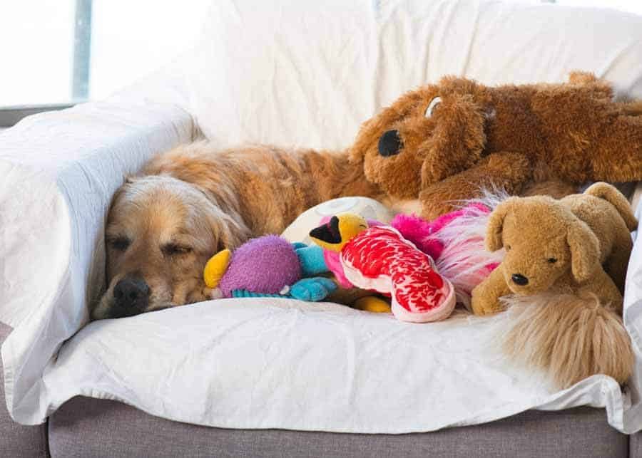 Dozer the golden retriever buried under toys on armchair
