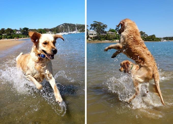 Dozer and friend getting drenched at the beach as usual