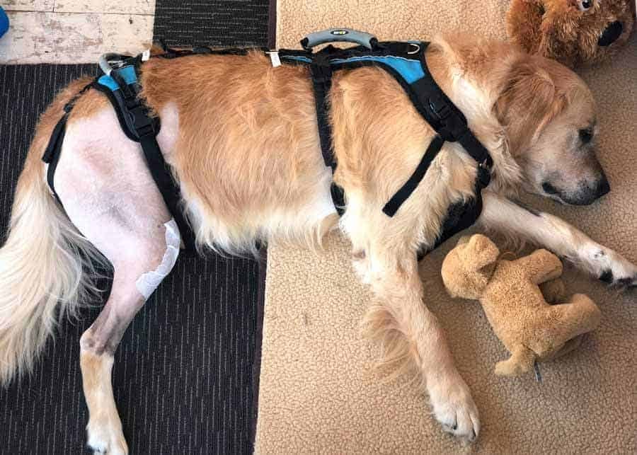 Dozer the golden retriever post ACL surgery