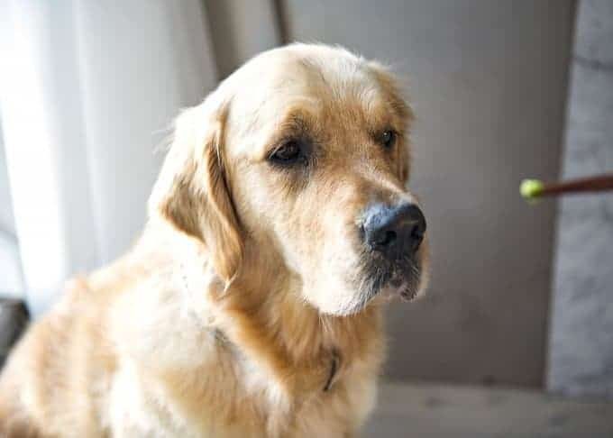 dozer-ginger-shallot-sauce