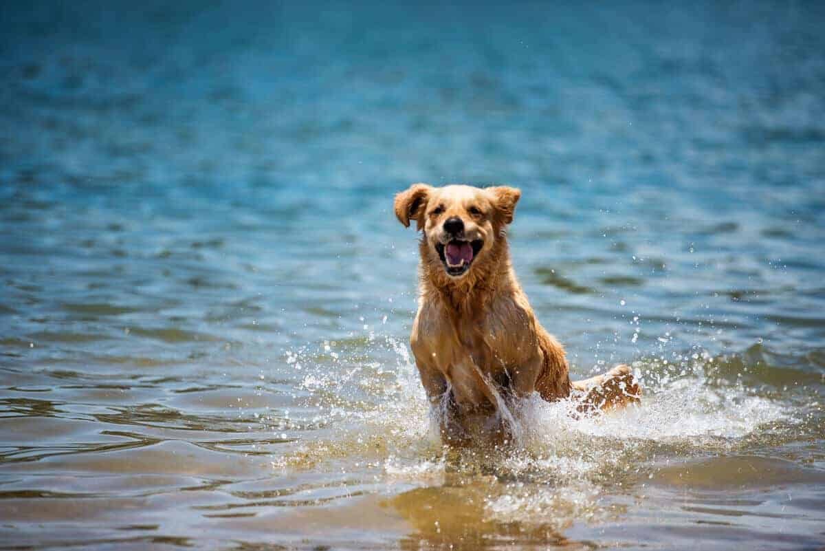 Dozer the golden retriever bounding through water at Bayview dog beach in Pittwater, Sydney Australia