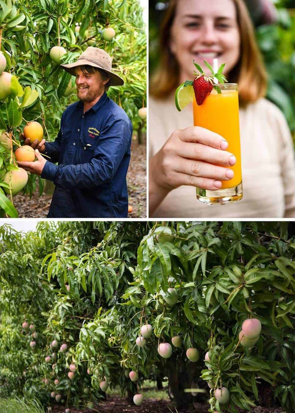 Photos from Groves Mango Farm, Queensland Australia