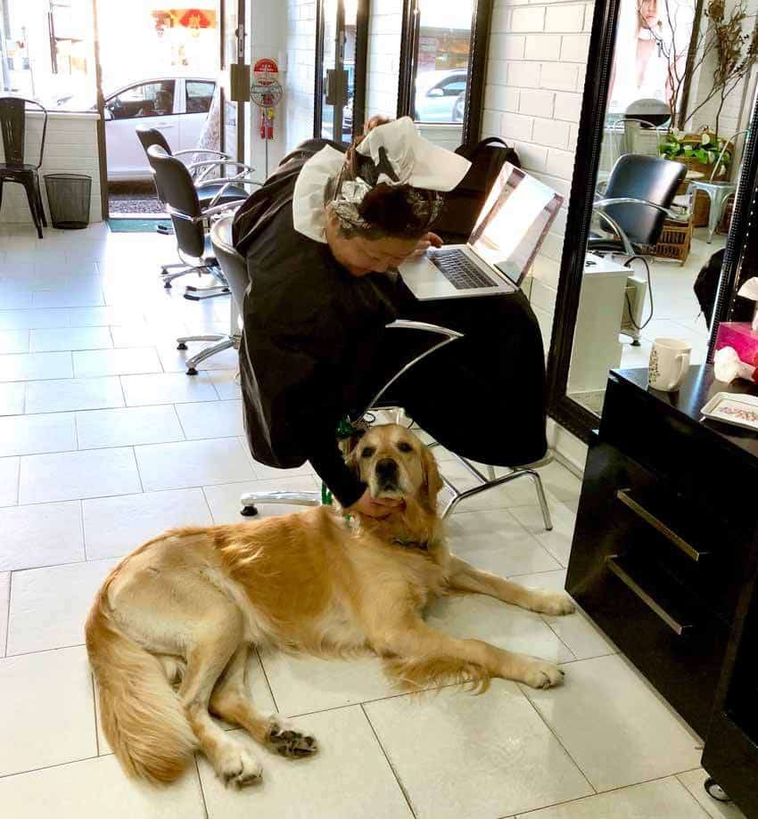 Dozer the golden retriever at the hairdresser