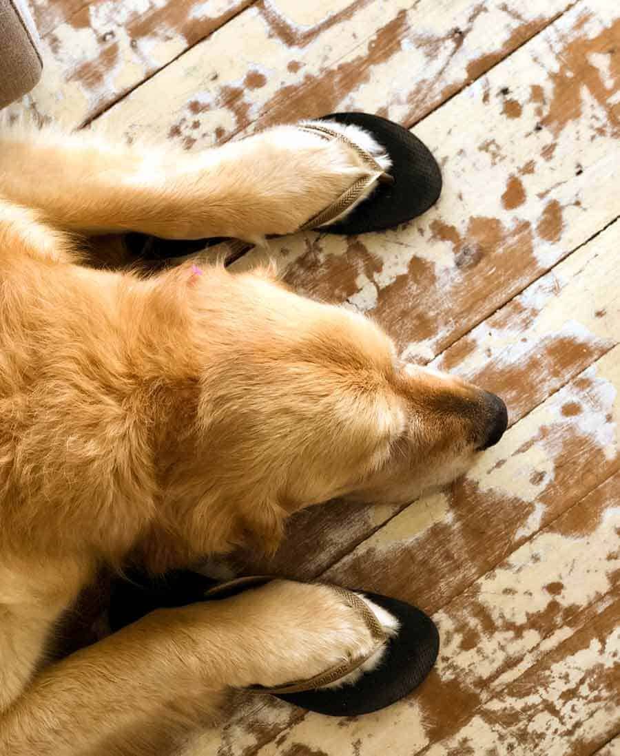 Dozer the golden retriever dog wearing thongs