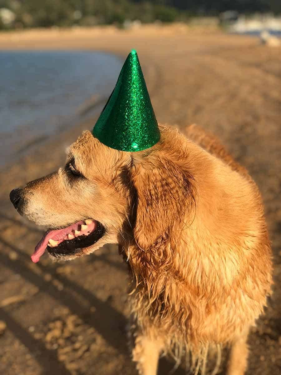 Dozer birthday party-Bayview-April 2019