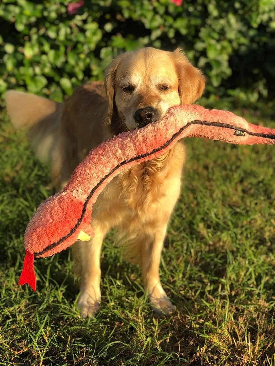 Dozer wanting to play tug of war with slobbery snake toy