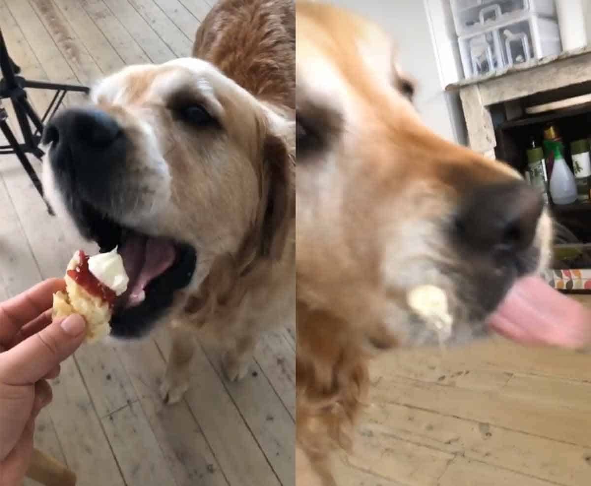 Dozer hoovering lemonade scone