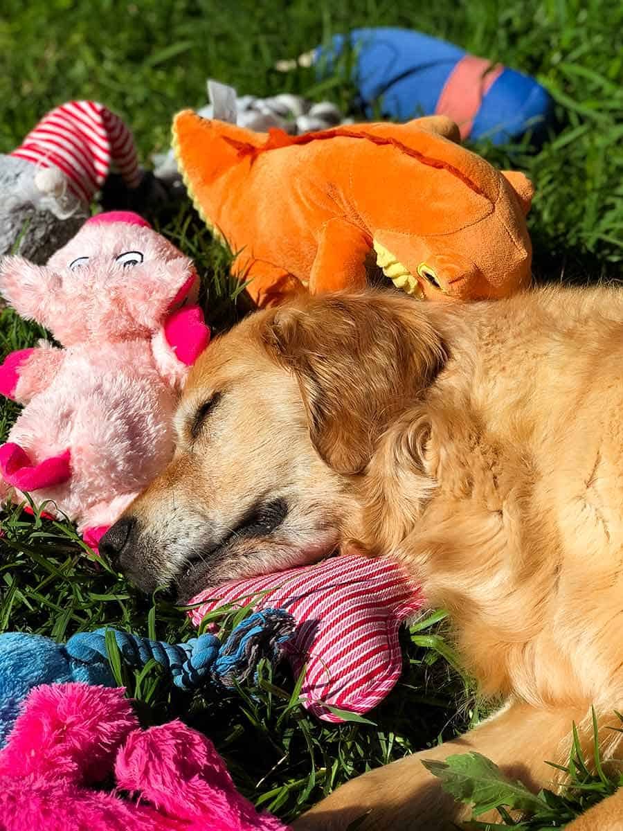 Dozer sleeping surrounded by toys