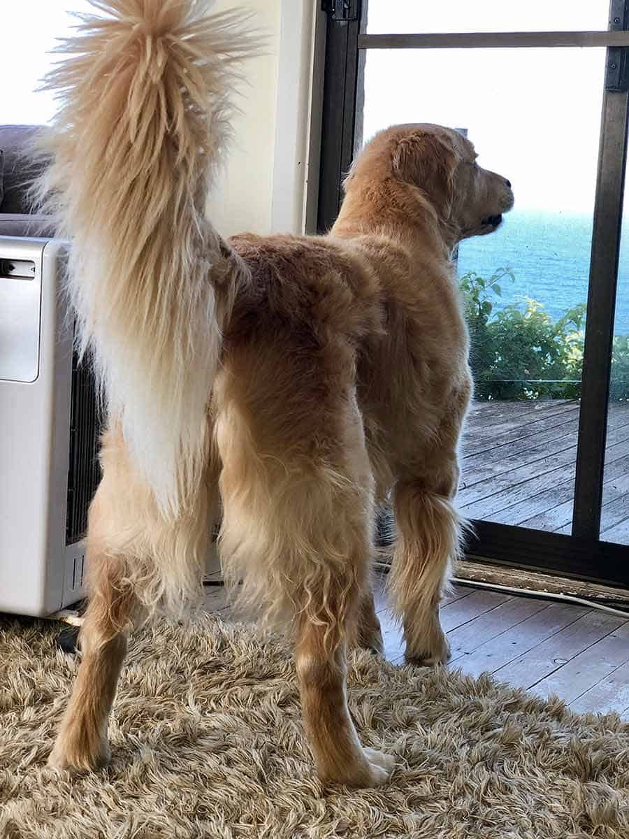 Dozer spotted something outside