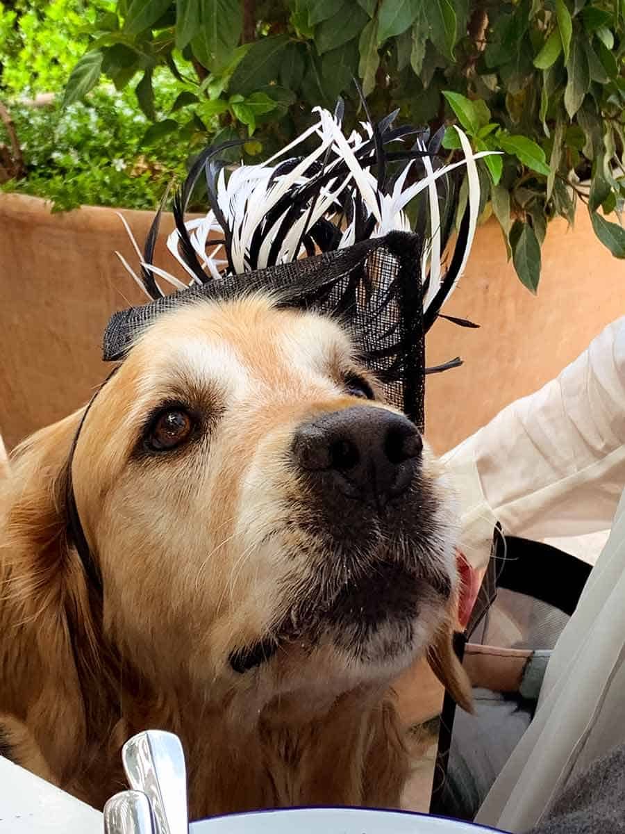 Dozer the golden retriever Melbourne Cup fascinator