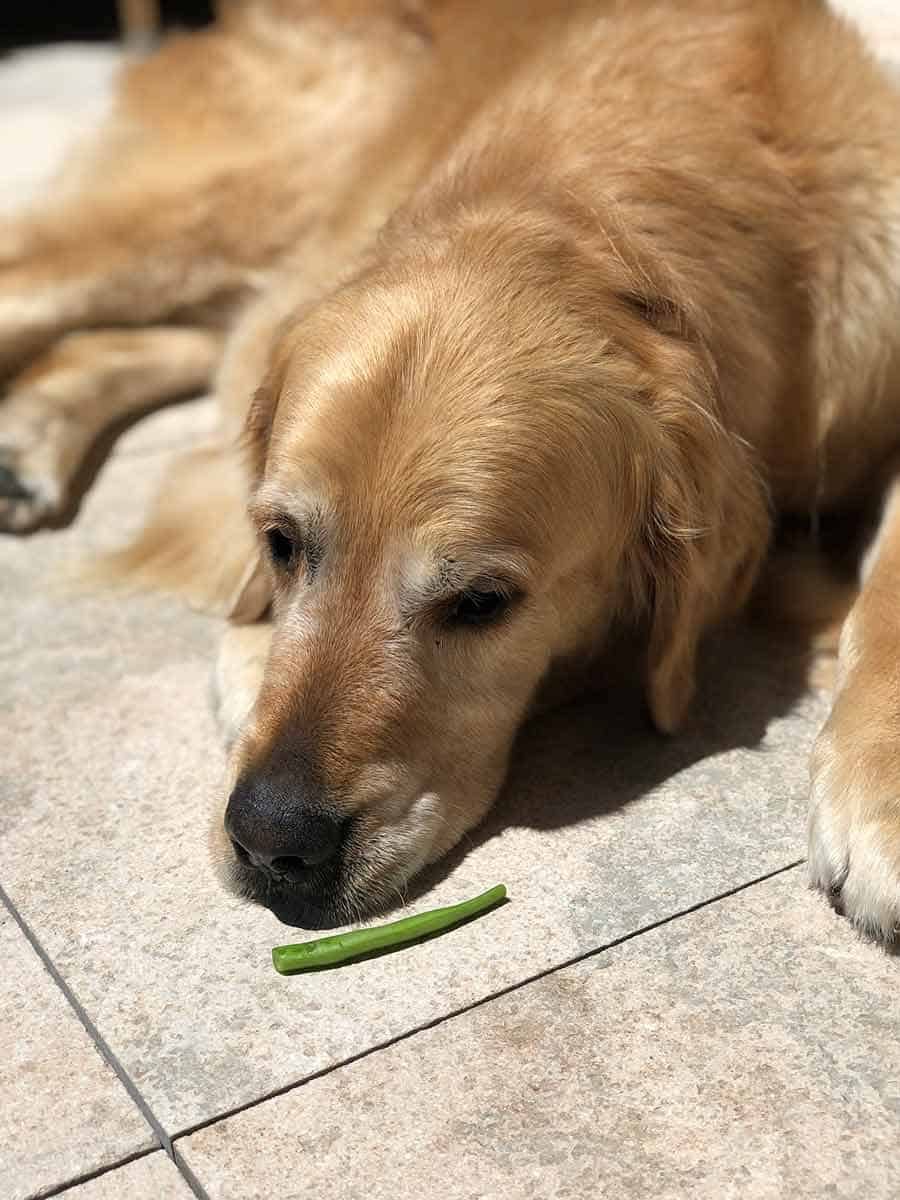 Dozer rejecting green bean