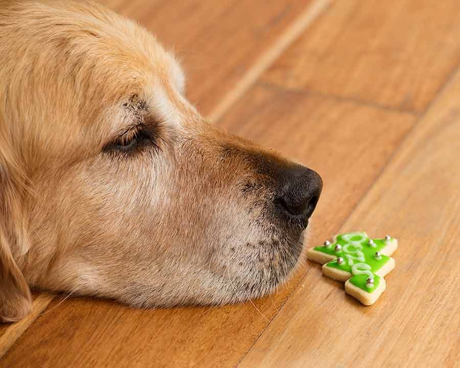 Dozer personalised Christmas Cookie
