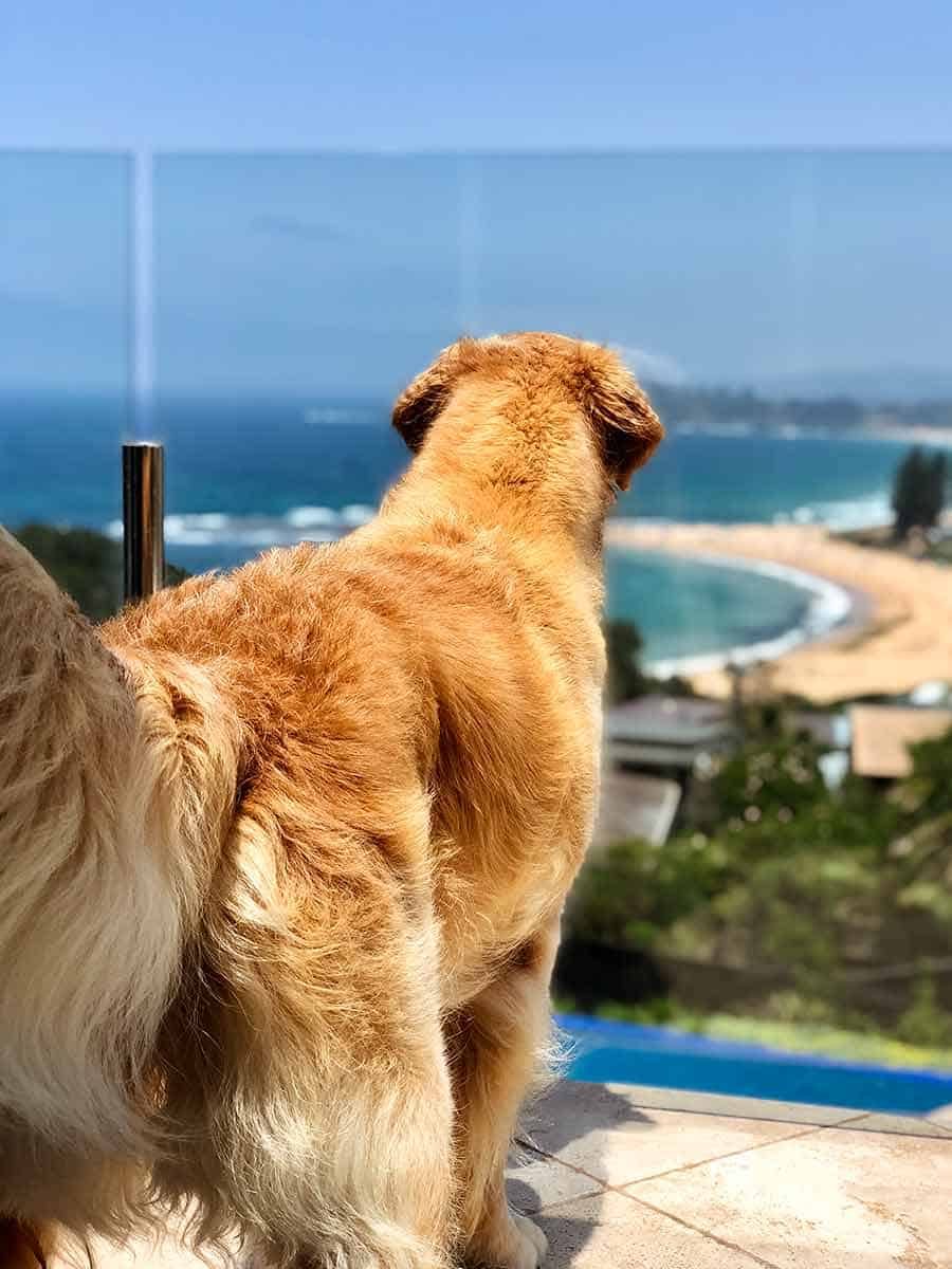 Dozer spotted something outside