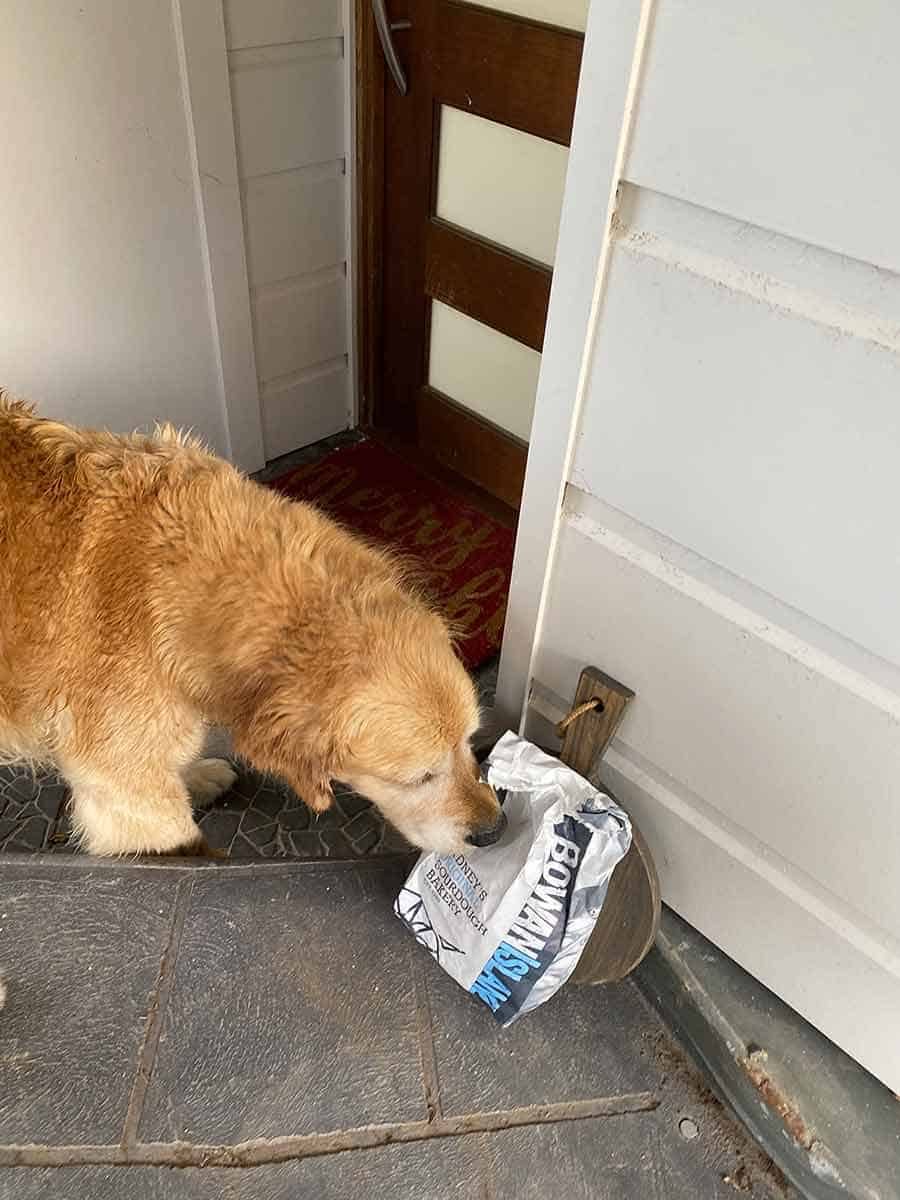 Dozer the golden retriever Bowan Island bread - best sourdough in Australia!
