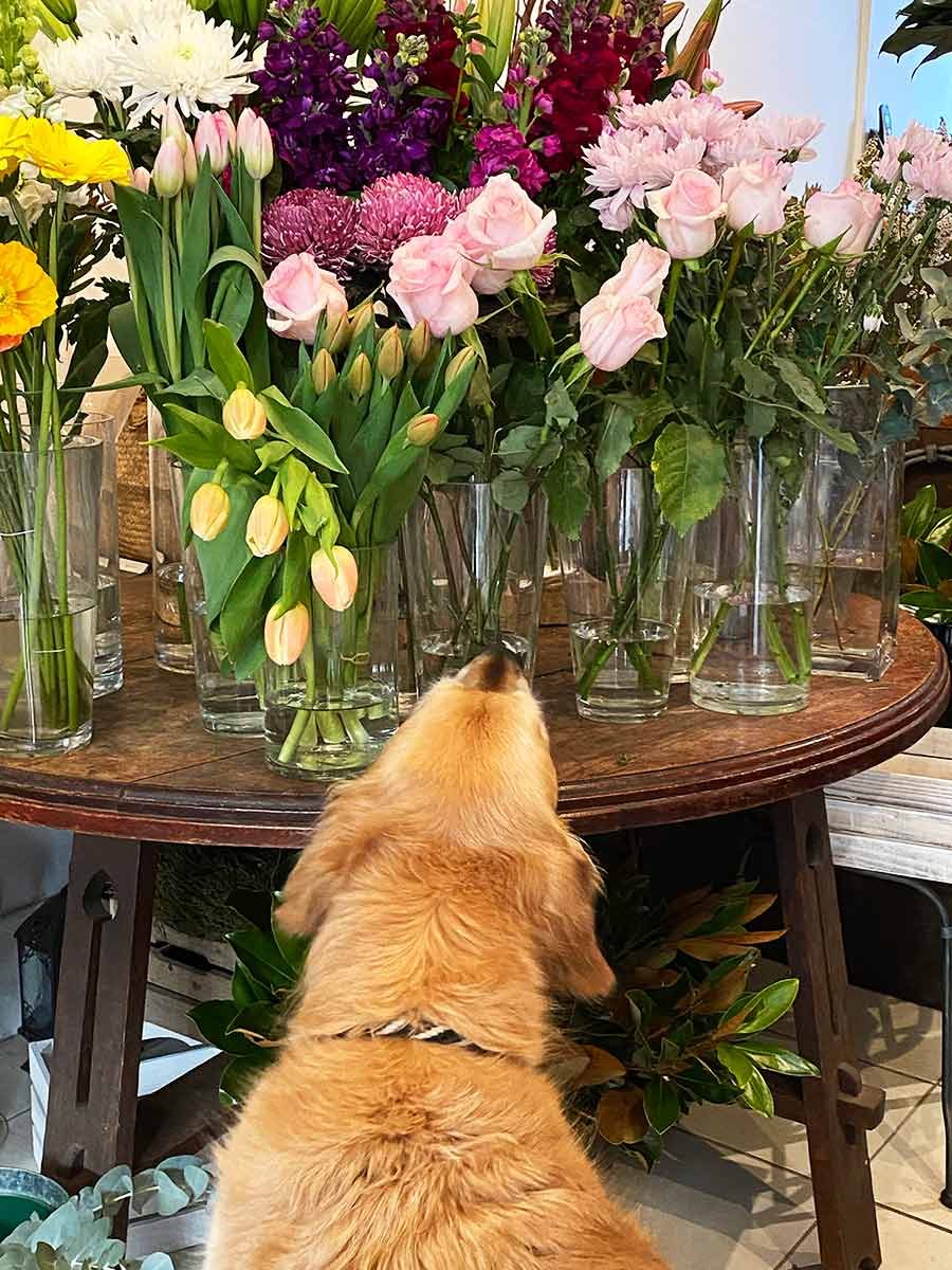 Dozer at florist