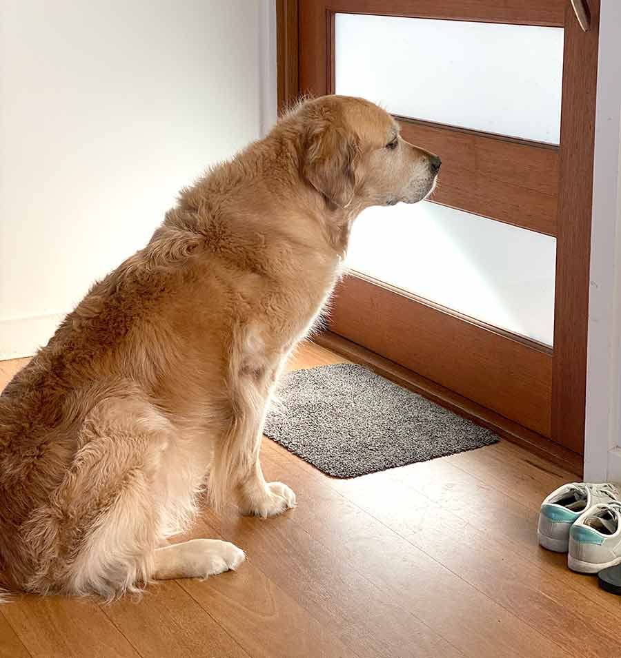 Dozer waiting by front door to go for walk