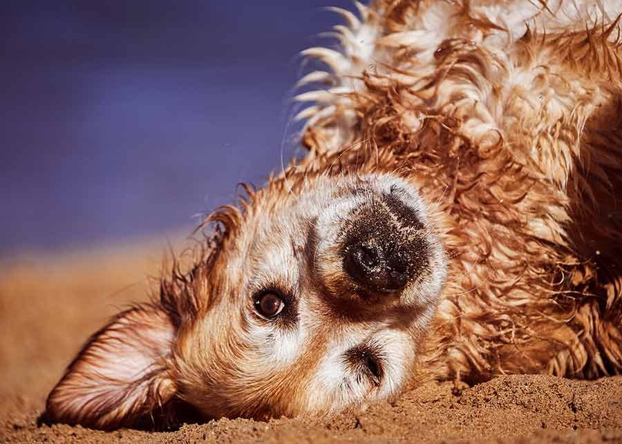 Dozer rolling in sand---Unleashed-Northern-Beaches