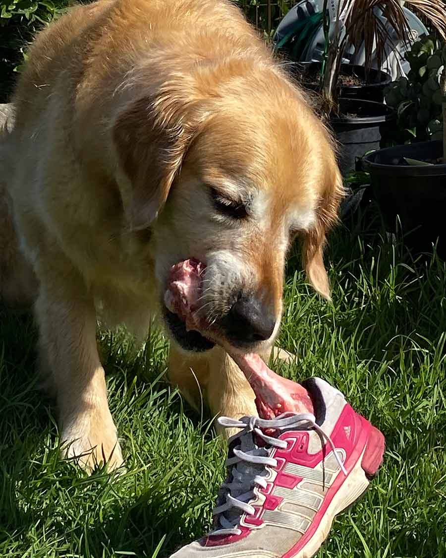 Dozer Halloween 2020 - dog Halloween bone leg shoe