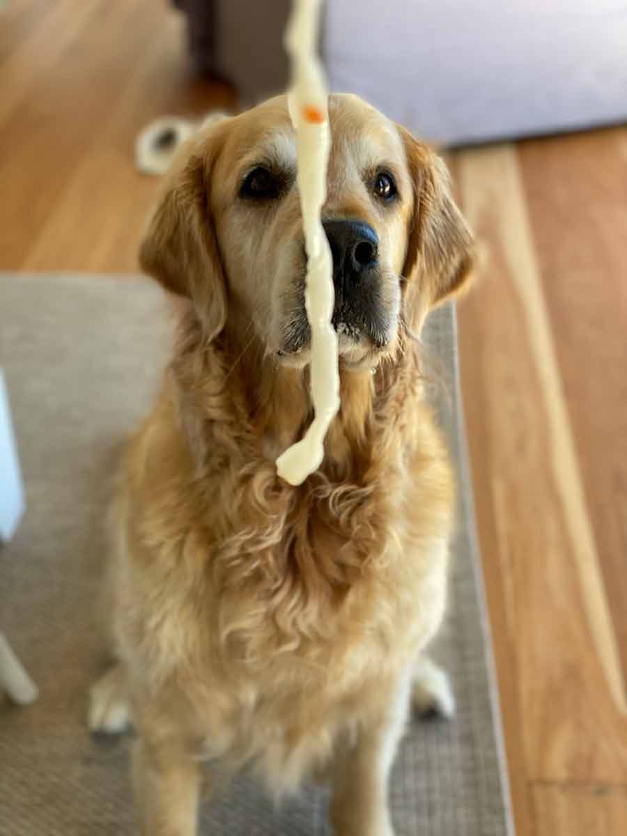 Dozer-teasing-noodles