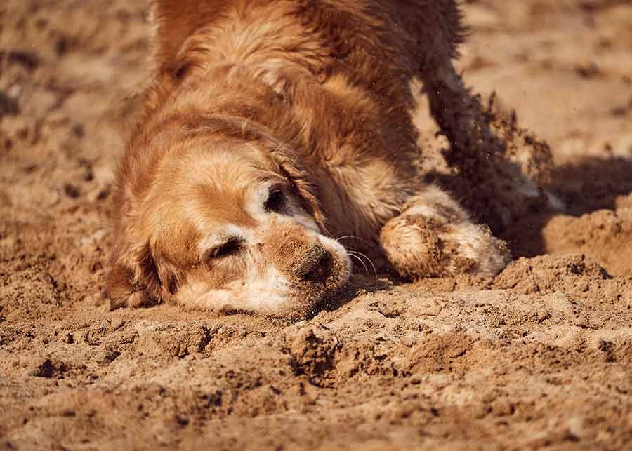 Dozer-about-to-roll-in-sand