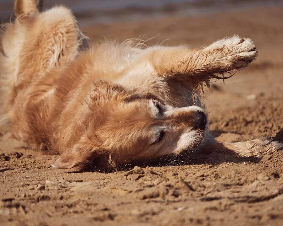 Dozer rolling in sand after bath