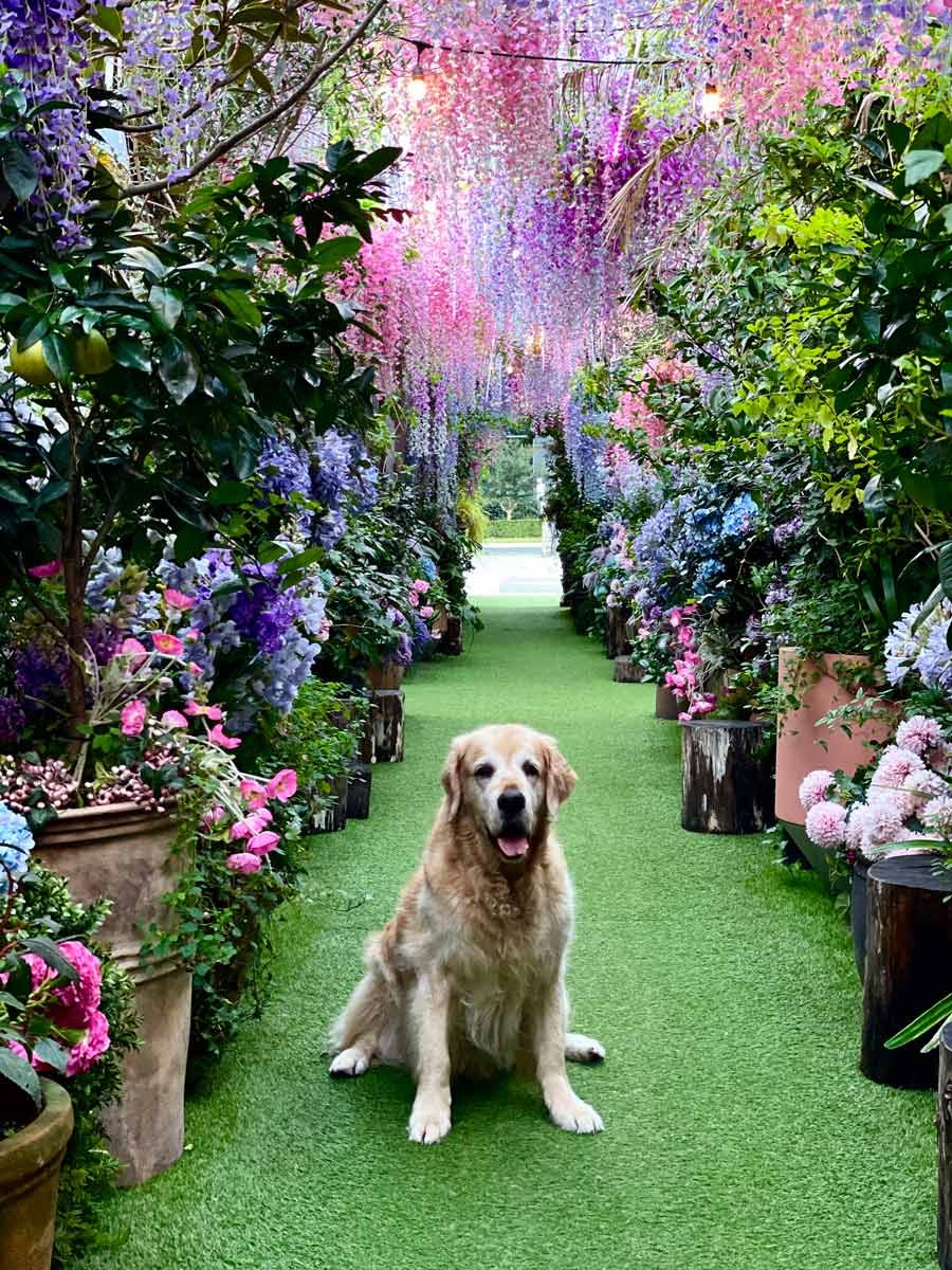 Dozer at Grounds of Alexandria
