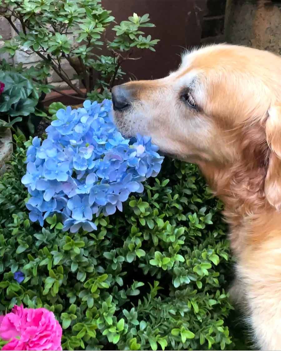 Dozer at Grounds of Alexandria