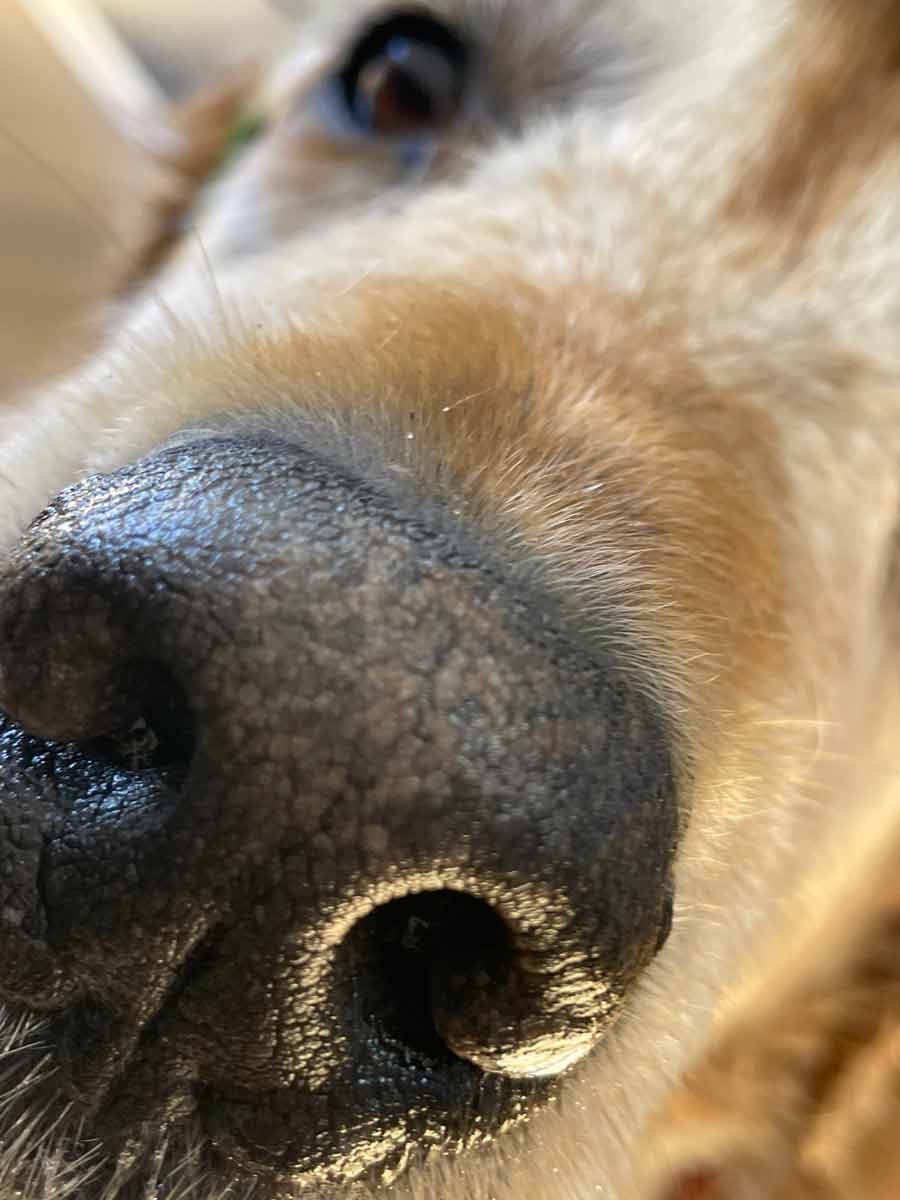 Nagi Dozer Christmas selfie 2022